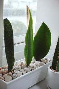 Close-up of potted plant on window sill