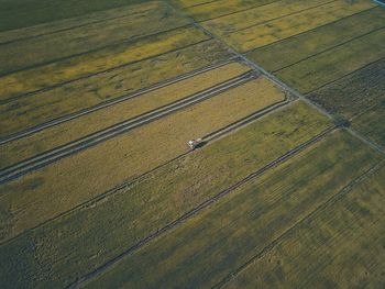 High angle view of lizard on land