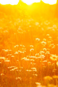 Full frame shot of yellow flowering plants on land