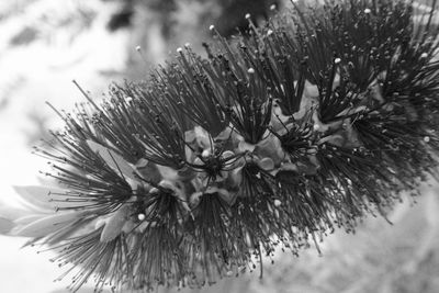 Close-up of flowering plant