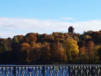 Trees in front of bridge