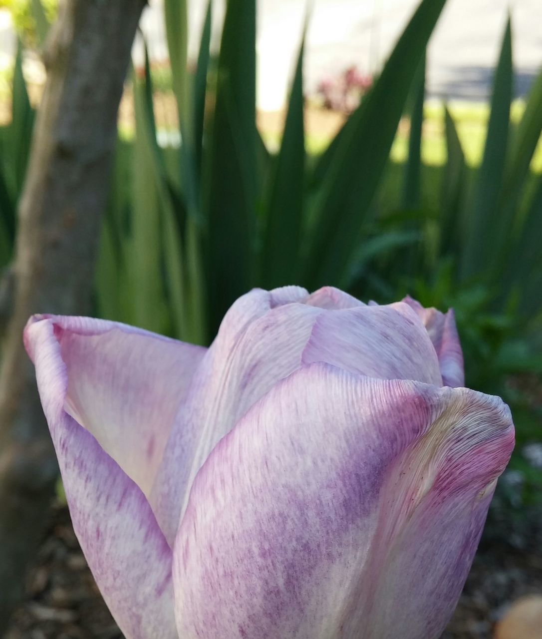 flower, petal, growth, fragility, close-up, pink color, focus on foreground, beauty in nature, plant, flower head, freshness, nature, purple, single flower, outdoors, day, leaf, park - man made space, no people, blooming