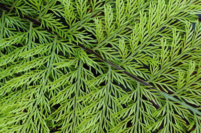 Full frame shot of fresh green plants