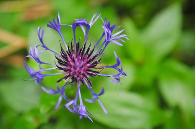 Close-up of purple flower