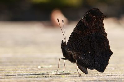 Close-up of butterfly
