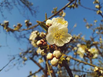 Close-up of cherry blossoms against sky