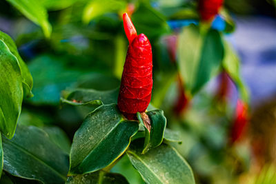 Close-up of red chili peppers on plant