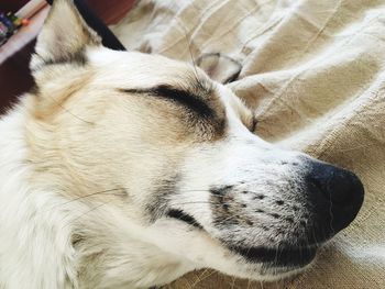 Close-up of dog looking away