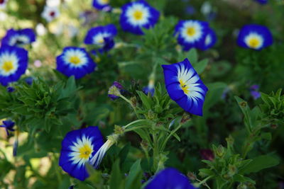 Close-up of purple flowering plants