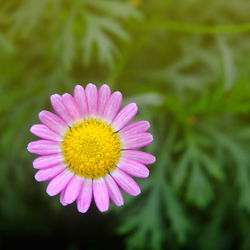 Close-up of pink flower