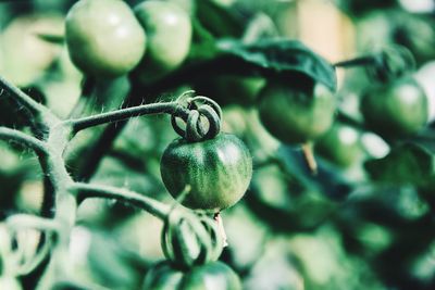 Close-up of fruit growing on tree