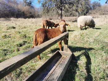 Sheep grazing on field