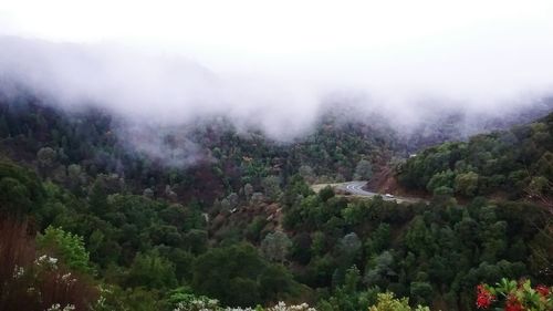 Trees in forest against sky