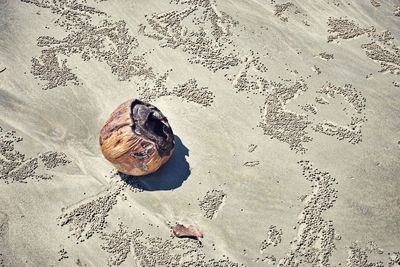 Close-up of crab on sand