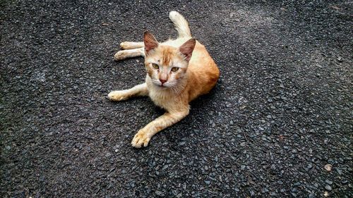High angle view of ginger cat on street