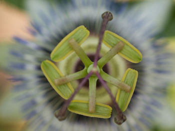 Close-up of green chili on plant