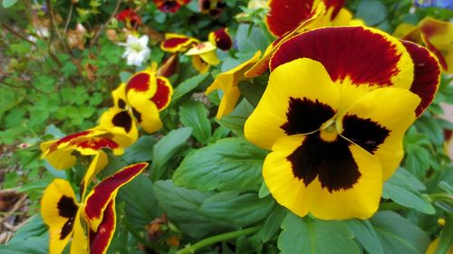 Close-up of yellow flower