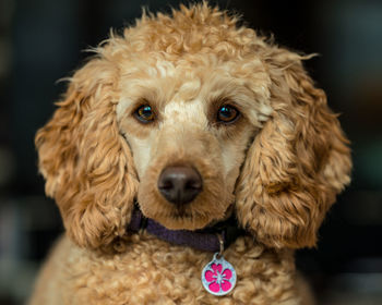 Close-up portrait of a dog