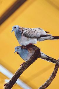 Low angle view of bird perching on tree