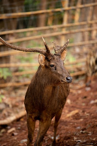 Deer standing on field