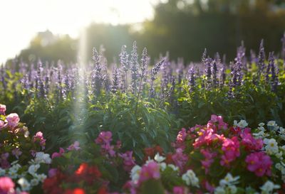 Close-up of purple flowering plants on field in morning 