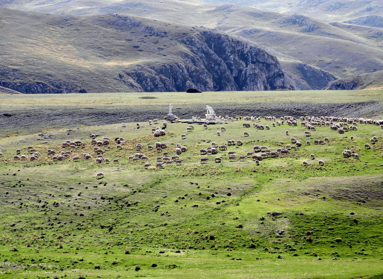 BIRDS ON FIELD AGAINST MOUNTAINS