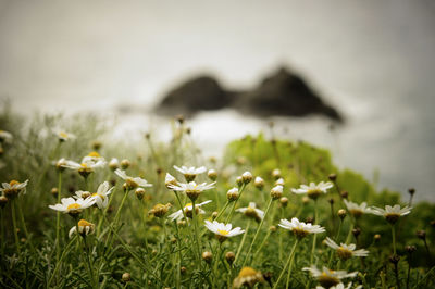 Close-up of plants growing on field