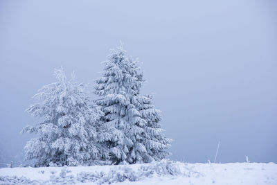 Pine trees on snow covered land against clear sky