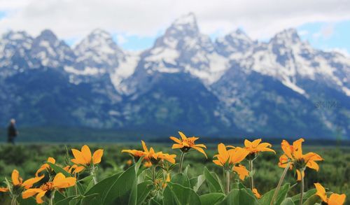 Close-up of yellow flowers against mountain range