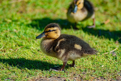 View of a bird on field