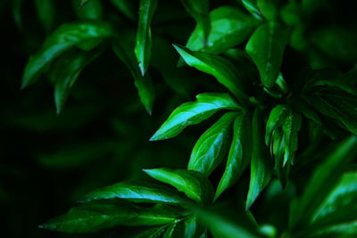 Close-up of green leaves