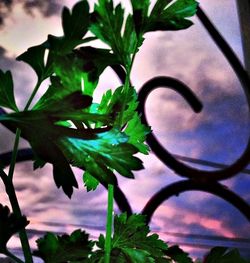 Low angle view of plants