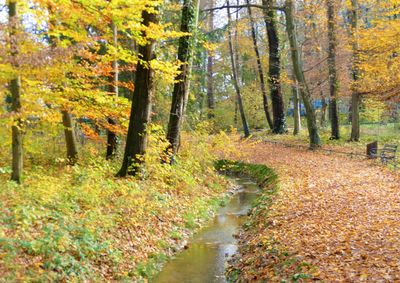 Scenic view of stream amidst trees in forest during autumn