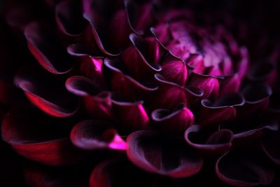 Full frame shot of purple flower