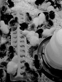 High angle view of sheep in snow