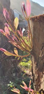 Close-up of pink flowering plant