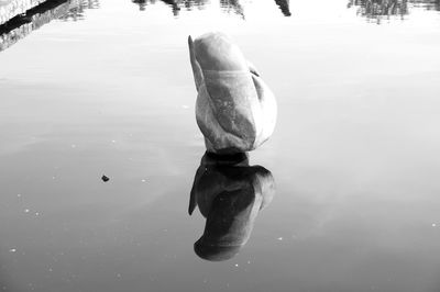 High angle view of swan swimming in lake