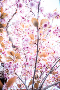 Close-up of pink cherry blossoms in spring