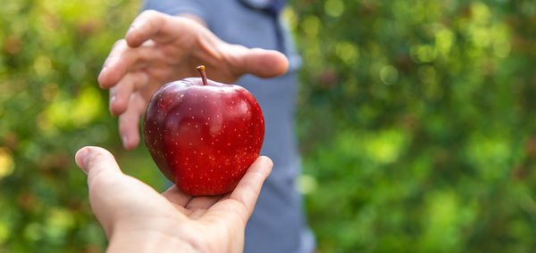 Cropped hand holding apple