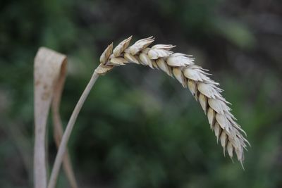 Close-up of wilted ear of wheat