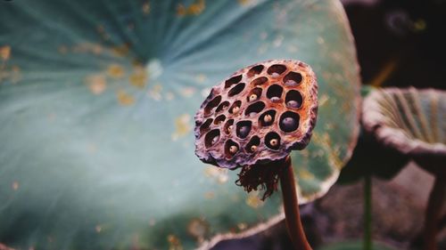 Close-up of flower on plant