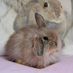 Close-up of rabbit on bed