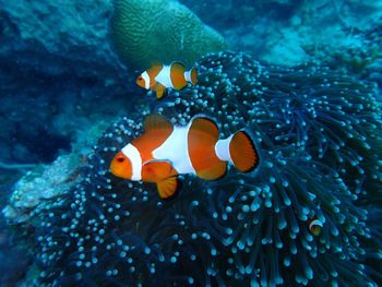 Fish swimming in sea