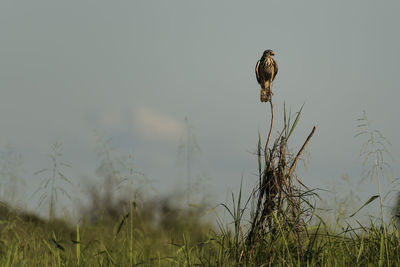 Eagle perching on plant against sky