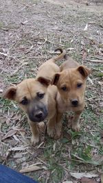 High angle view of dogs on field