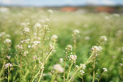 Close-up of flowering plant on field