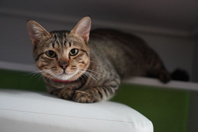 Close-up portrait of a cat