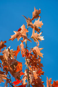 Low angle view of maple tree against blue sky