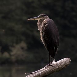 Close-up of bird perching on branch