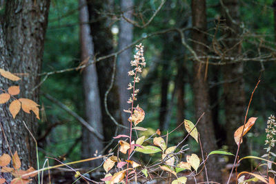 Close-up of plants growing in forest